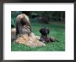 Domestic Dogs, Afghan Hound Lying On Grass With Puppy by Adriano Bacchella Limited Edition Print