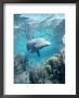 Wild Sociable Bottlenose Dolphin Above Coral Reef, Belize by Doug Perrine Limited Edition Print