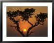 Sunset With An Acacia, Masai Mara National Reserve, Kenya, East Africa, Africa by James Hager Limited Edition Print