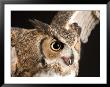 Portrait Of A Great Horned Owl, Lincoln, Nebraska by Joel Sartore Limited Edition Pricing Art Print