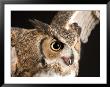 Portrait Of A Great Horned Owl, Lincoln, Nebraska by Joel Sartore Limited Edition Print