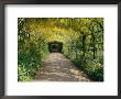 Laburnum Walk In Wilderness Gardens, Hampton Court, Greater London, England, United Kingdom by Walter Rawlings Limited Edition Pricing Art Print