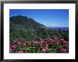 Landscape Near Sao Roque Do Faial, Island Of Madeira, Portugal, Atlantic by Hans Peter Merten Limited Edition Print