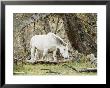 Wild Horses, El Calafate, Patagonia, Argentina, South America by Mark Chivers Limited Edition Print