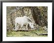 Wild Horses, El Calafate, Patagonia, Argentina, South America by Mark Chivers Limited Edition Print