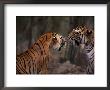 Tigers Snarling, Ranthambhore National Park (Panthera Tigris) India by Anup Shah Limited Edition Print