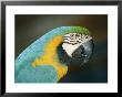 Close View Of A Macaw by Nick Caloyianis Limited Edition Print