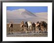 Wild Camels And Sand Dunes In Empty Southeast Quarter Of Qatar, Jarayan Al Batnah, Qatar by Mark Daffey Limited Edition Pricing Art Print