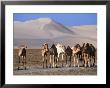 Wild Camels And Sand Dunes In Empty Southeast Quarter Of Qatar, Jarayan Al Batnah, Qatar by Mark Daffey Limited Edition Print