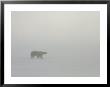 A Polar Bear Sniffs For Prey In A Frigid Wind In A Near White-Out by Norbert Rosing Limited Edition Print