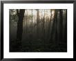 Mt. Hood National Forest Near Larch Mountain In The Early Morning, Oregon by Phil Schermeister Limited Edition Print