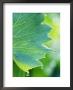 Water Droplets On Leaf by Lynn Keddie Limited Edition Print