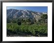 Vineyards And Montagne Ste. Victoire, Near Aix-En-Provence, Bouches-Du-Rhone, Provence, France by David Hughes Limited Edition Print