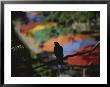 A Silhouetted Pigeon Surveys The Colorful Umbrellas Of The Riverwalk by Stephen St. John Limited Edition Print