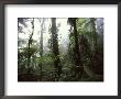 Monteverde Cloud Forest, Costa Rica by Stuart Westmoreland Limited Edition Print