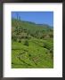 Tea Pickers At Work, Pedro Estate, Nuwara Eliya, Sri Lanka, Asia by Upperhall Ltd Limited Edition Print
