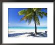 Palm Tree, White Sandy Beach And Indian Ocean, Jambiani, Island Of Zanzibar, Tanzania, East Africa by Lee Frost Limited Edition Pricing Art Print