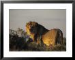 Lion, (Panthera Leo), Etoscha National Park, Namibia by Thorsten Milse Limited Edition Pricing Art Print