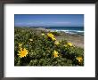 Flower Gombos, (Oedera Uniflora), Cape Of The Good Hope, Capetown, South Africa by Thorsten Milse Limited Edition Print