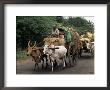 Bullock Carts Are The Main Means Of Transport For Local Residents, Tamil Nadu State, India by R H Productions Limited Edition Print
