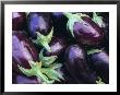 Aubergines, Tuscany, Italy, Europe by Bruno Morandi Limited Edition Print