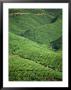 Tea Plantation, W. Malaysia by Harold Taylor Limited Edition Print