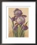 Purple Iris by Elizabeth Garrett Limited Edition Pricing Art Print