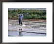 Collecting Salt In The Salt Pans, Fier D'ars, Ile De Re, Charente Maritime, France by Bruno Barbier Limited Edition Print