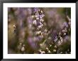 Close View Of Purple Wildflowers by Mattias Klum Limited Edition Pricing Art Print
