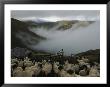 A Shepherd Tends His Flock In The Mountain Summer Pastures by Randy Olson Limited Edition Pricing Art Print