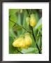 Abutilon, Canary Bird (Flowering Maple) by Mark Bolton Limited Edition Print