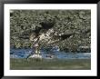 Swooping Down, A Northern American Bald Eagle Clenches A Salmon In Its Talons by Norbert Rosing Limited Edition Print