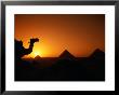 Camels And Pyramids At Sunset, Cairo, Egypt by Casey Mahaney Limited Edition Print