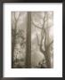 Mountain Ash Forest And Morning Fog, Mount Macedon, Victoria, Australia by Jochen Schlenker Limited Edition Print