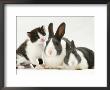 Black-And-White Kitten Smelling Grey-And-White Rabbits by Jane Burton Limited Edition Print