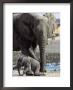 African Elephant Female Helping Baby (Loxodonta Africana) Etosha National Park, Namibia by Tony Heald Limited Edition Pricing Art Print