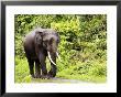 Asian Elephant, Male Walking On Track, Assam, India by David Courtenay Limited Edition Pricing Art Print