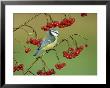 Blue Tit, Perched On Berries by Mark Hamblin Limited Edition Print
