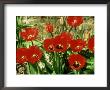 Tulipa Red Shine by Mark Bolton Limited Edition Print