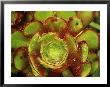 Aeonium Atropurpureum, Fleshy Lime Green Plant With Dark Red Tips by Mark Bolton Limited Edition Print