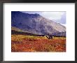 Caribou In Denali With Fall Tundra, Alaska, Usa by Howie Garber Limited Edition Print