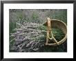 Lavender Harvest, Vashon Island, Washington State, United States Of America, North America by Colin Brynn Limited Edition Print