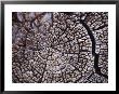 A Close View Of The Annular Rings Of A Decayed Tree Trunk by Raul Touzon Limited Edition Print