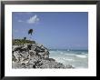 The Wind Blows Palm Trees On A Ridge Over The Beach In Tulum by Stephen Alvarez Limited Edition Print