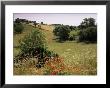Landscape Near Cahors, Lot, Midi Pyrenees, France by Michael Busselle Limited Edition Print