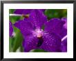 An Exotic Orchid At An Orchid Farm Near The Volcano, Hawaii (Big Island), Hawaii, Usa by Ann Cecil Limited Edition Print