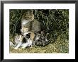 Cat And Kittens In Hay by Allen Russell Limited Edition Print