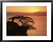 Acacia Tree Silhouetted Against Lake At Sunrise, Lake Langano, Ethiopia, Africa by D H Webster Limited Edition Print