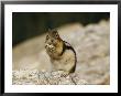 Close View Of A Chipmunk by W. E. Garrett Limited Edition Print