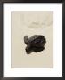 Baby Turtle On Beach, Santa Maria, Sal (Salt), Cape Verde Islands, Africa by R H Productions Limited Edition Print